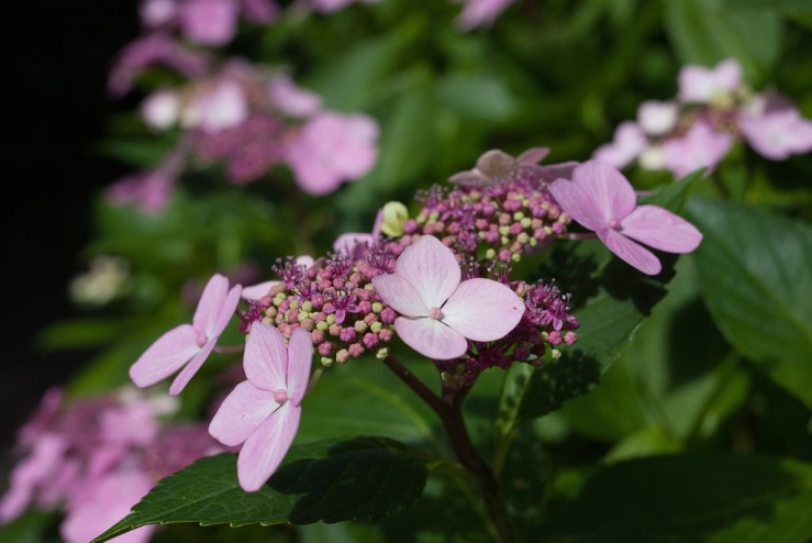 36254545791_ea8b3e095c_b