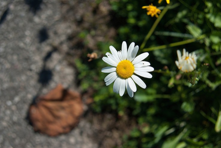 36368793171_fb6d78b586_c