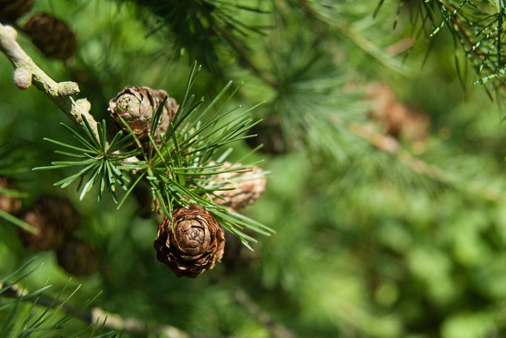 36368793721_a30db9cdd8_c