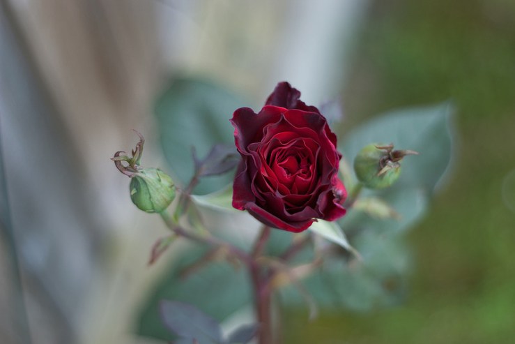 35281713771_3e338b1caf_c