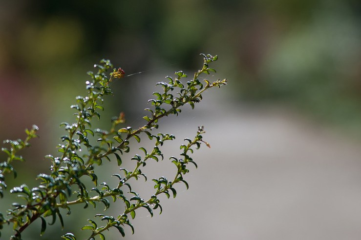 36960139996_a81bc61856_c