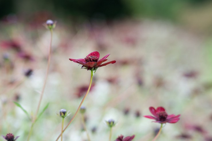 37149378495_16194d84b9_c