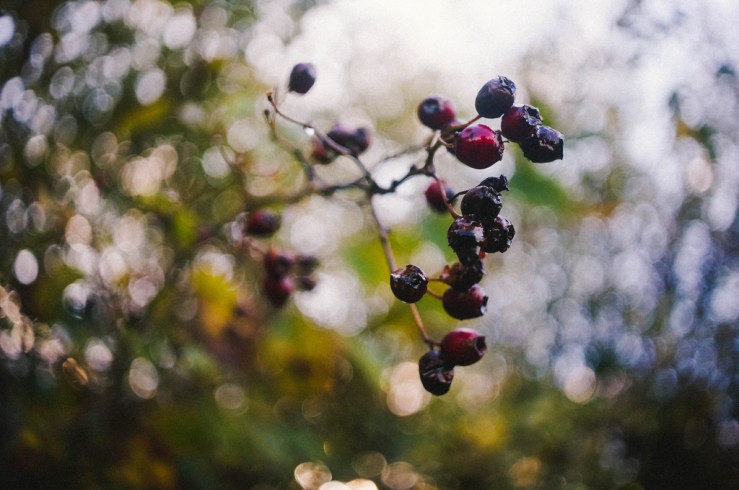 15609323568_619e6a9e0d_b