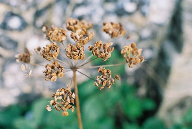 22914291832_624f6b473b_b