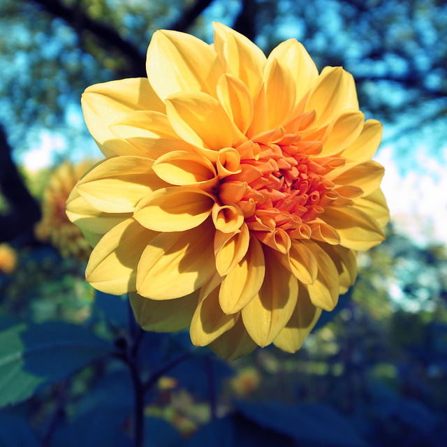 26155106379_f706cfa6e8_z