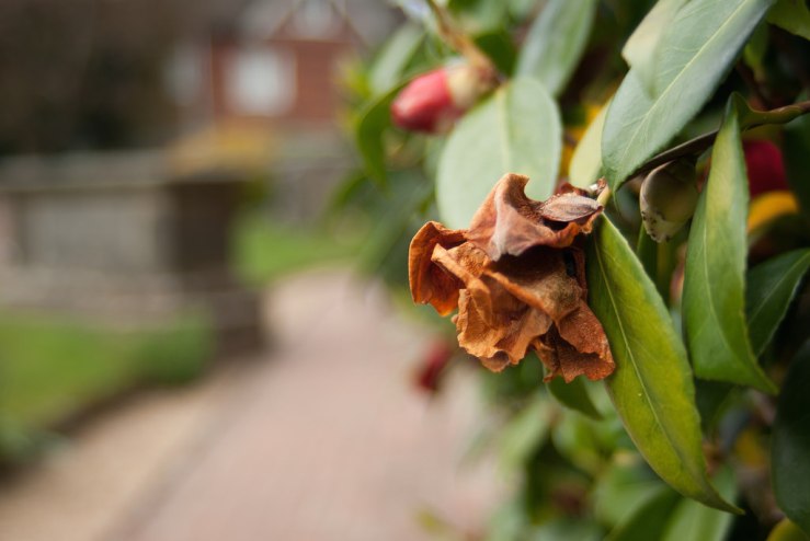 34473736356_b6252bd4a0_b