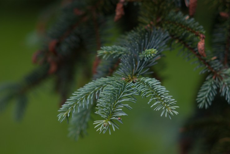 34865589261_b80484f3d3_b