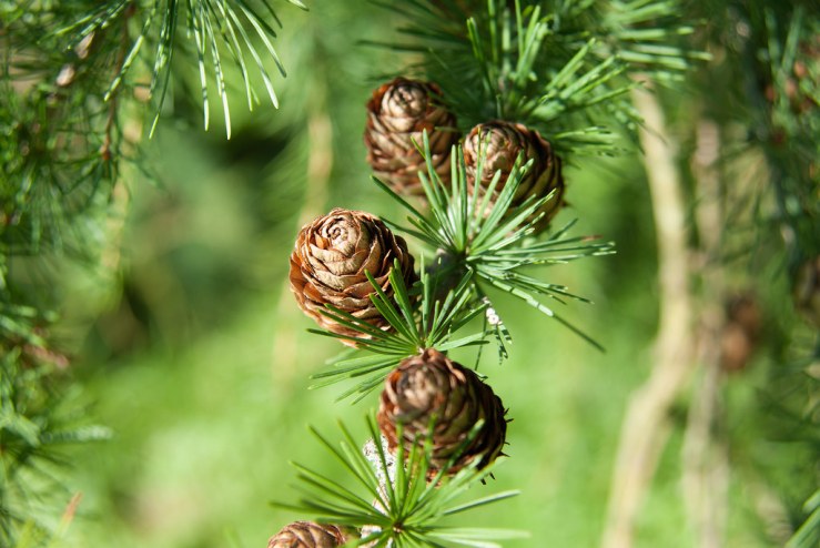 36194524394_02d5a1c66f_b