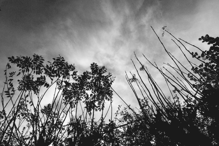 37313945174_435efb81f3_b