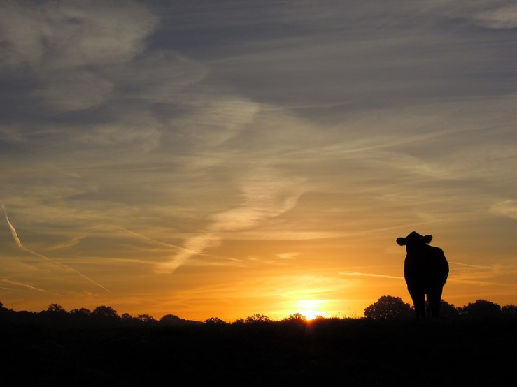 8044117093_50fa75a27a_c