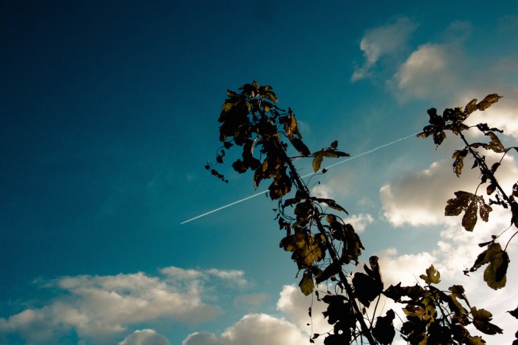 24675327498_bd7a16d6da_b