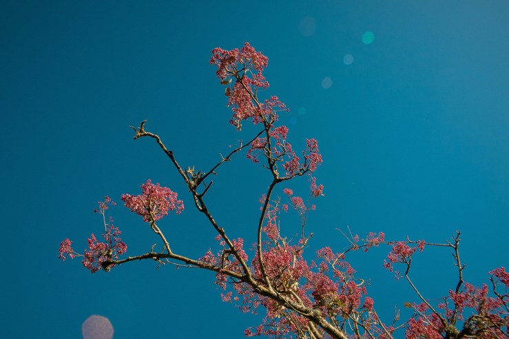 26730536039_bc046c3e7c_b