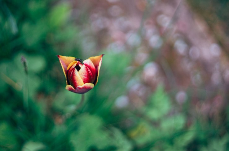 33547883844_c991645c7b_b