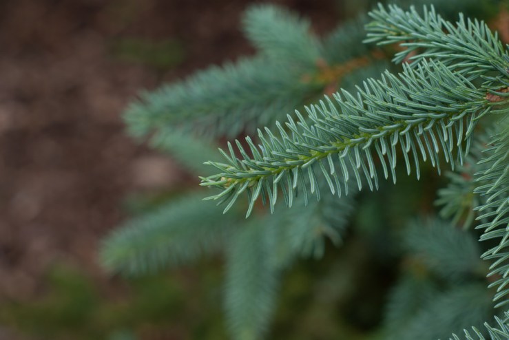 35065568455_7e4e73c077_b