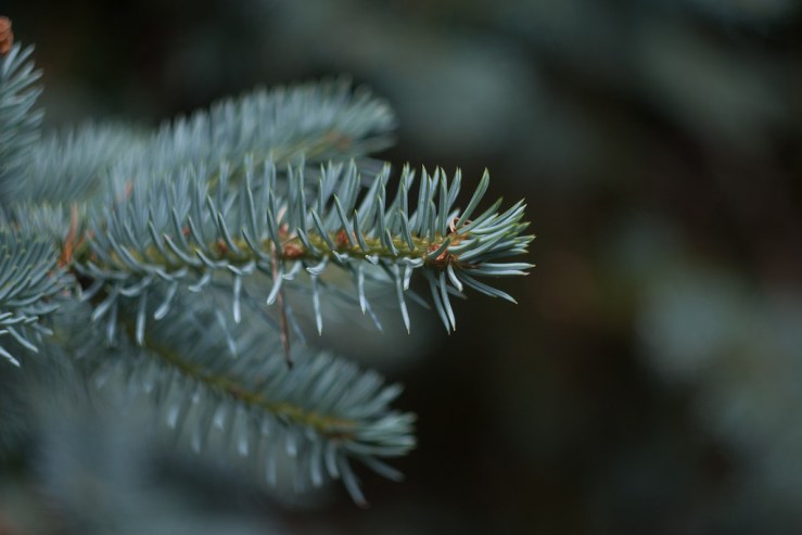 35340930385_177c0edcce_b