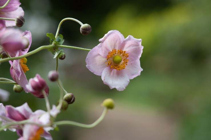 37149378715_9db670e12b_b