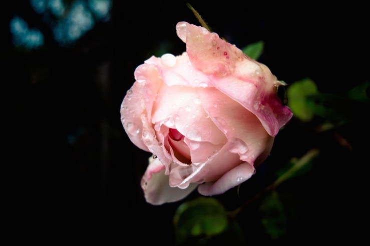 37659837825_a673b5b875_b