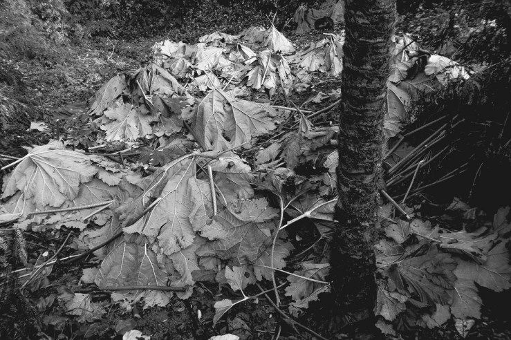 38107757622_1e06d13eac_b