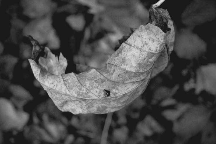 38443146931_97765d8ec2_b