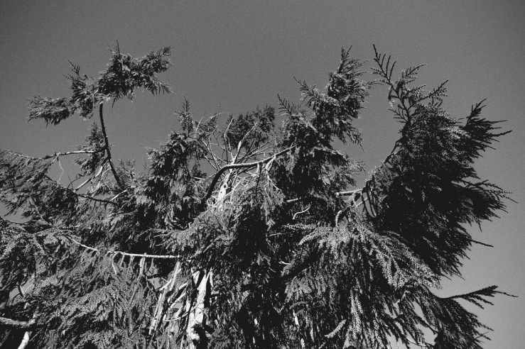 38526169851_ba4411ab05_b