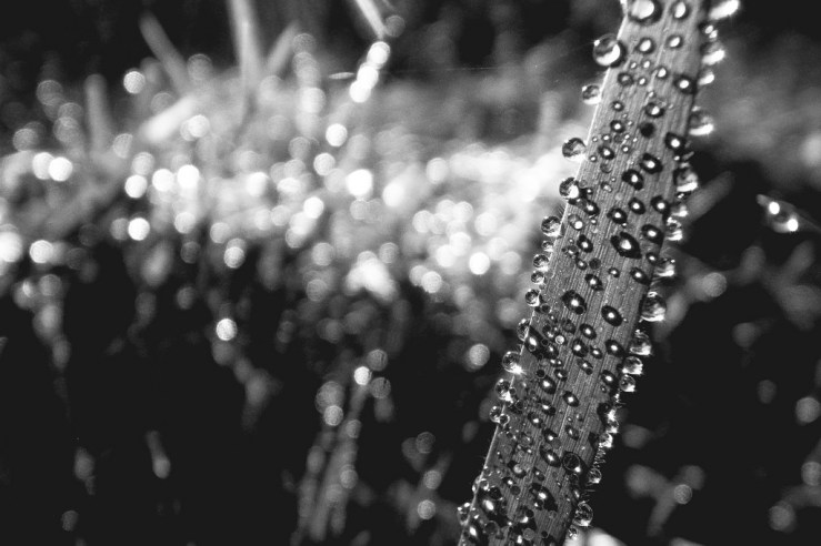 38584541896_1e456fdb68_b