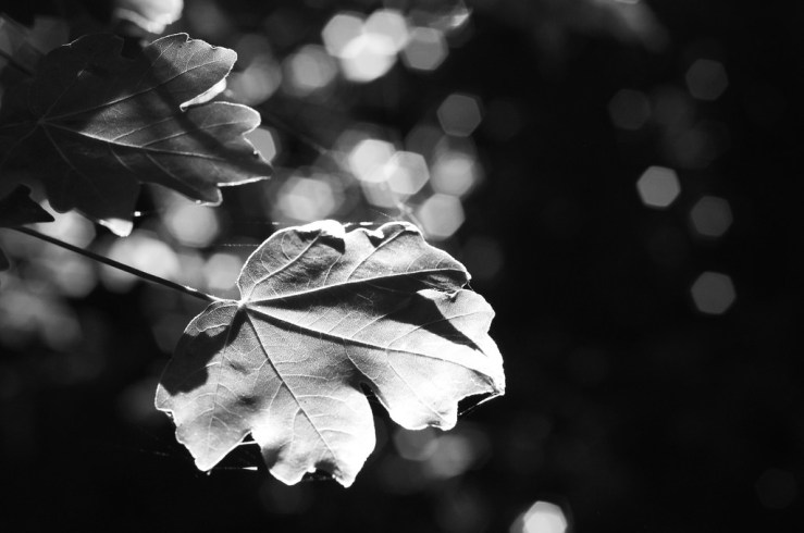 14352873176_5f2edca045_b