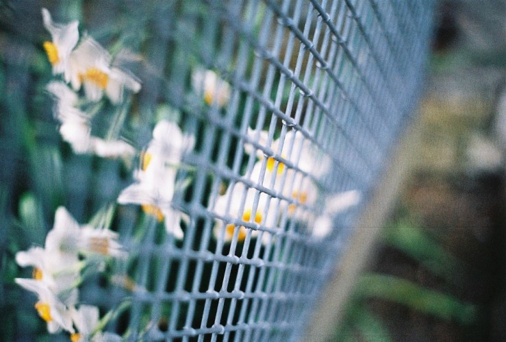 26616166752_dd83f304e2_b