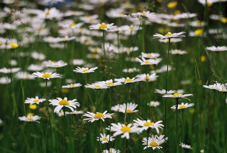 27814792751_d040349491_b