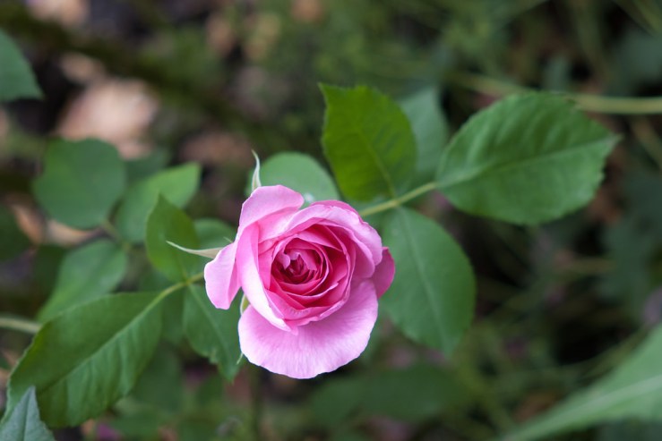 35089762821_53c6e8c37c_b