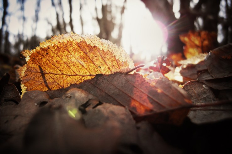 38703931644_5eee1979ef_b1