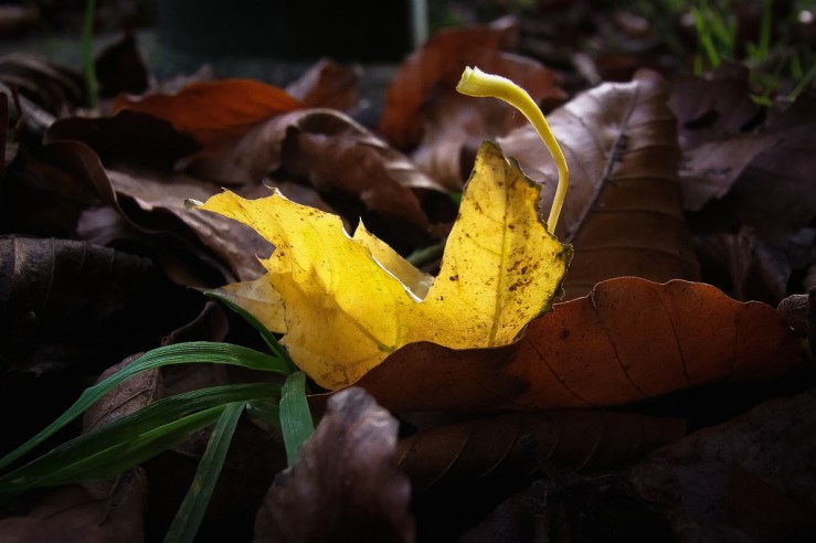 38739147852_87725c1177_b