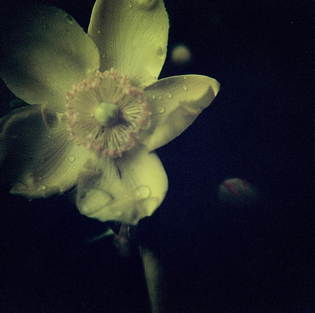 7651088246_ef39002651_z