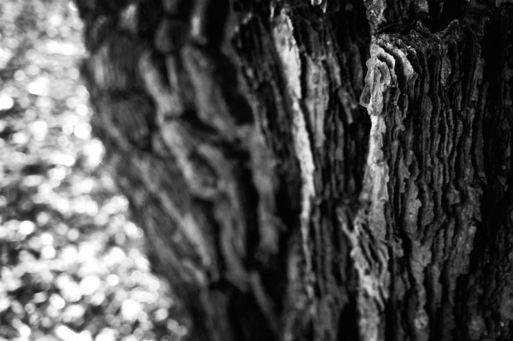 25026026137_406e03192b_b