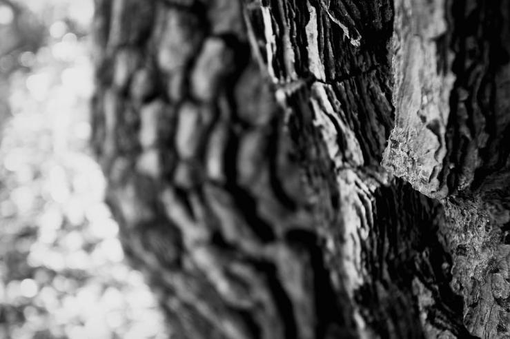 26024691558_57edf5d7db_b