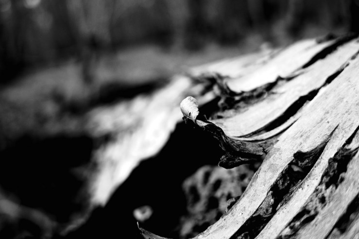 26078792998_350527119b_b