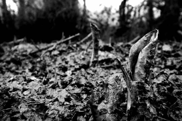 27874793489_32baa86db5_b