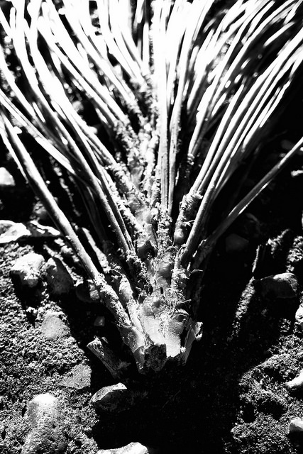 28117106349_b565abe4e4_z