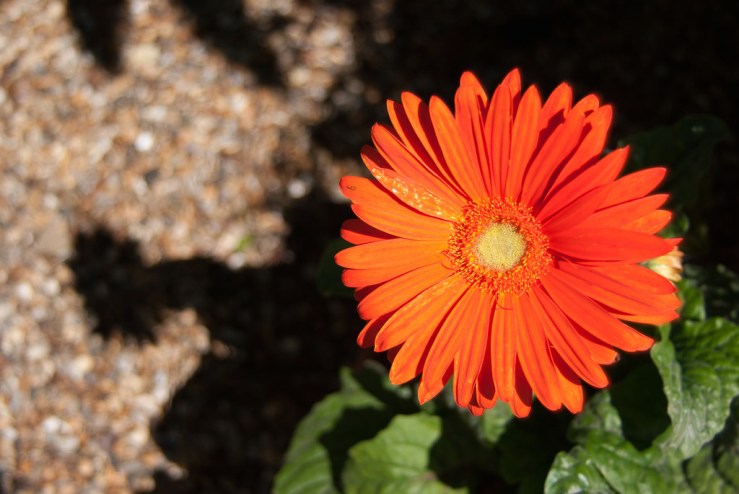 35613055814_fd53e75401_b