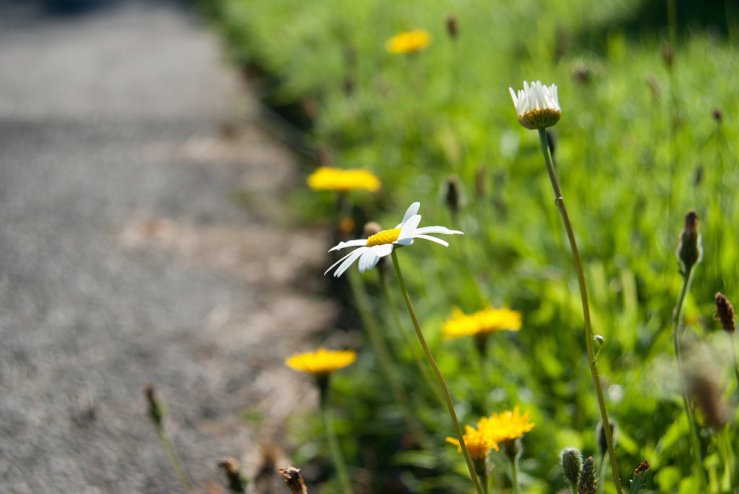 36506072775_813498bd6b_b