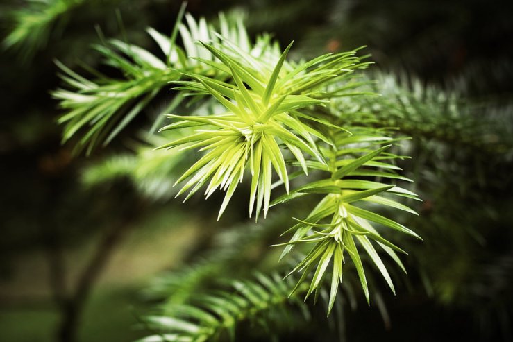 38479598105_343349f6ba_b