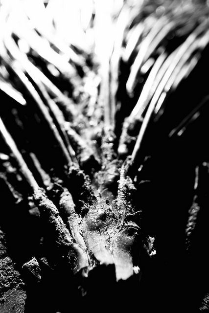 38998575085_020318c330_z