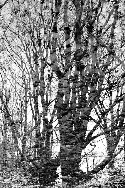 39093813775_67f419a314_z