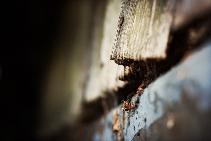 39356646261_06a753be18_b