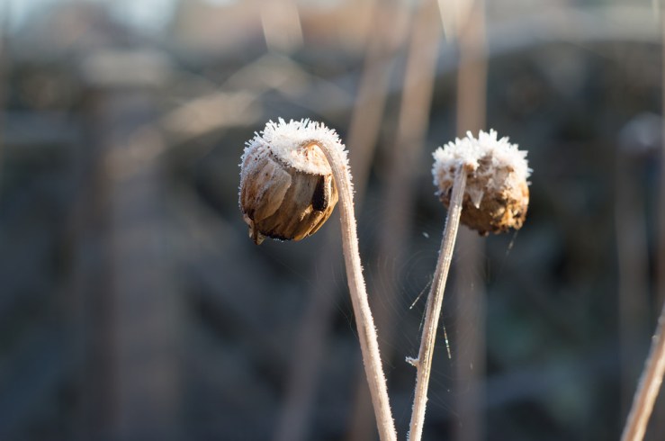 24502687974_8a0a0926f1_b