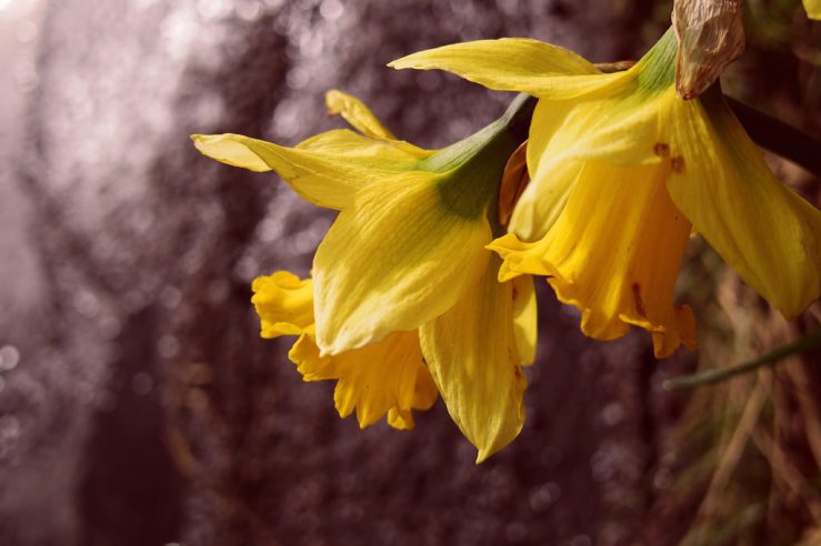 26409101578_6de6a63a00_b