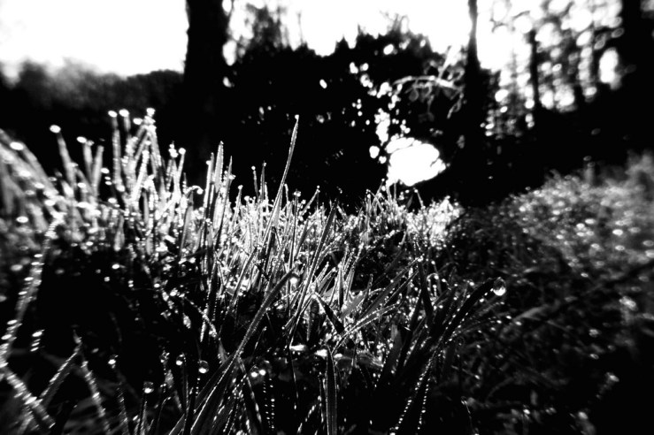 26493927738_cefaa63000_b