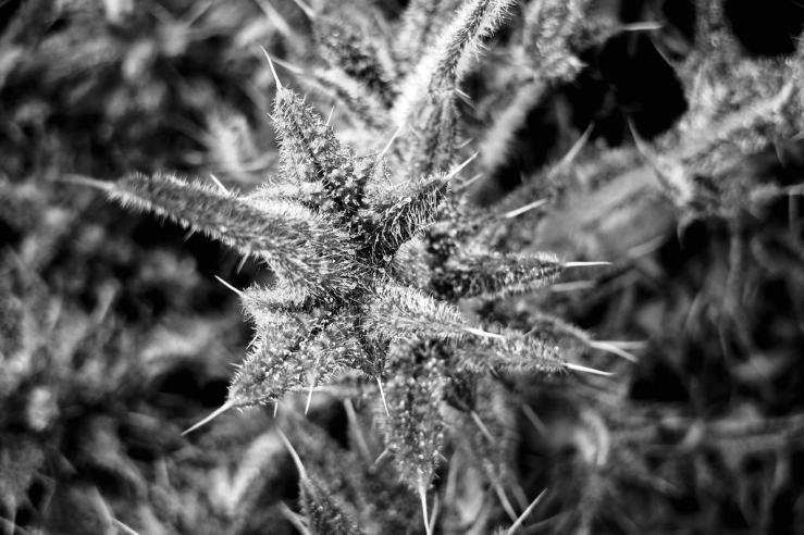 26554865308_6418d65b41_b