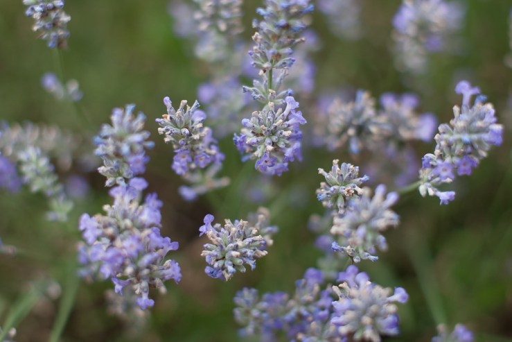 35693342022_dd30c88be1_b