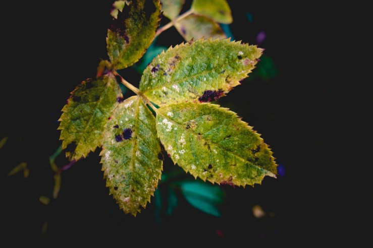 38515994882_fe8f0166ce_b