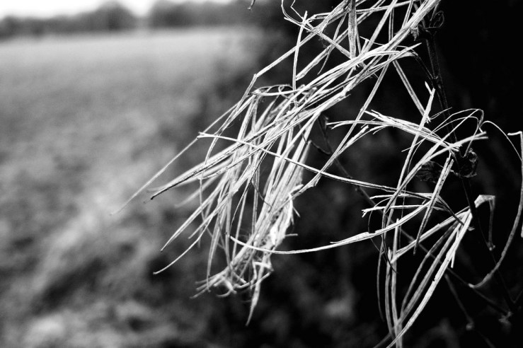 38615076470_ea39449f29_b